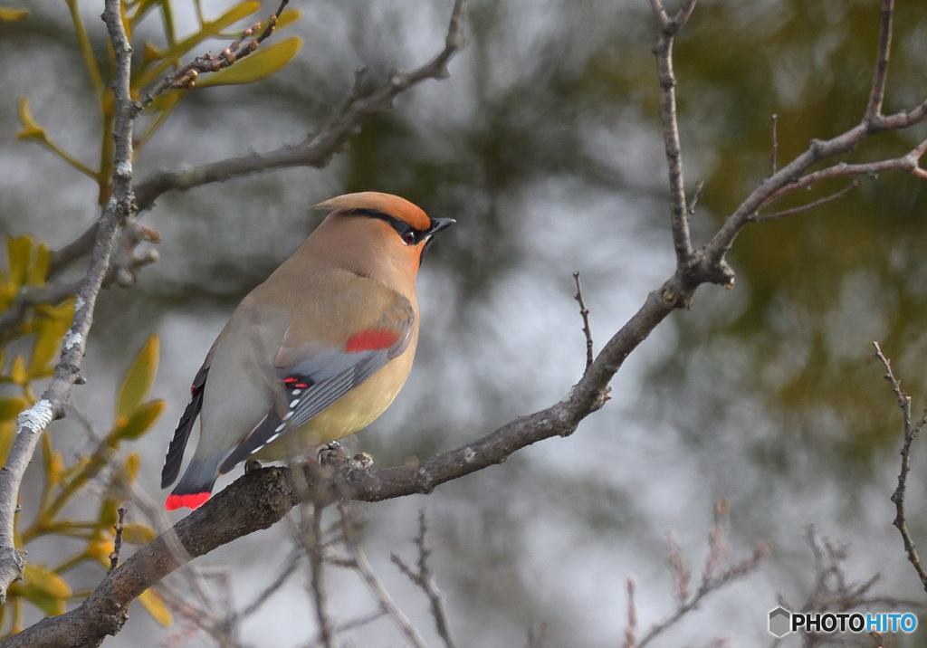 3月のヒレンジャク