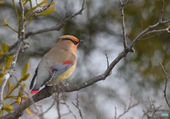 3月のヒレンジャク