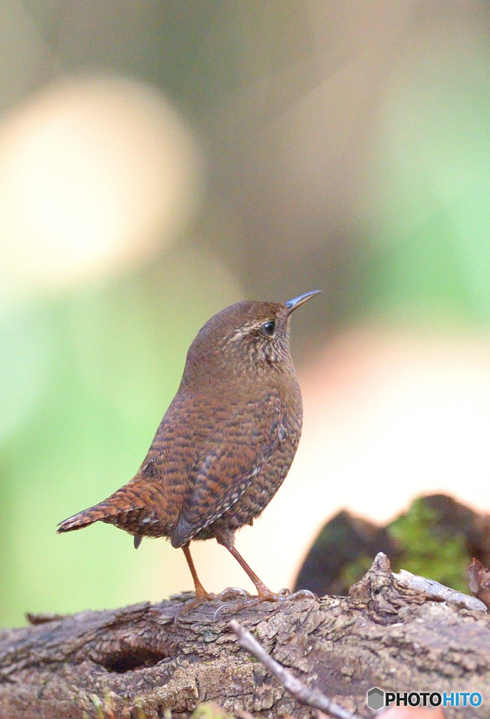 思い出のミソサザイ