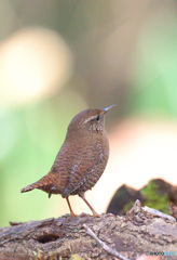 思い出のミソサザイ