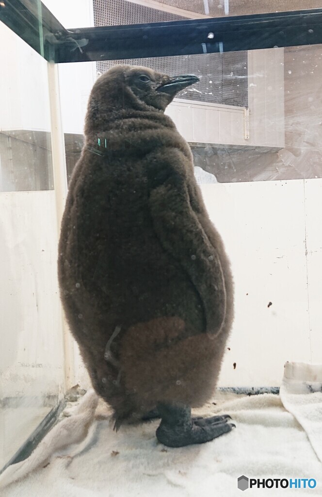 キングペンギンの赤ちゃん