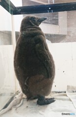 キングペンギンの赤ちゃん