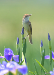 花菖蒲にオオヨシキリ⑪