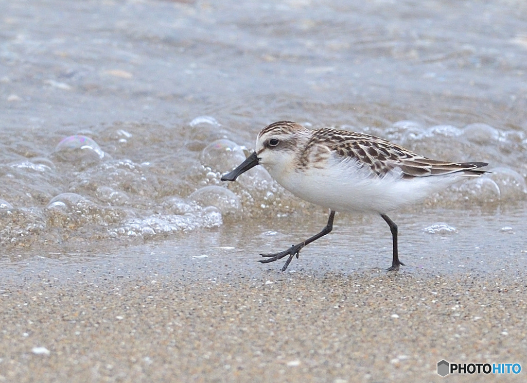 初めてのヘラシギⅢ