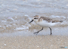 初めてのヘラシギⅢ