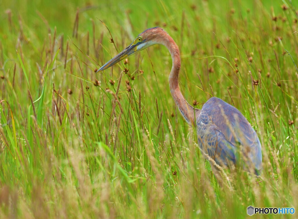 初めてのムラサキサギⅩ