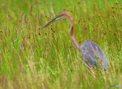 初めてのムラサキサギⅩ