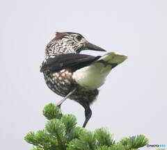 見返りホシガラスⅡ