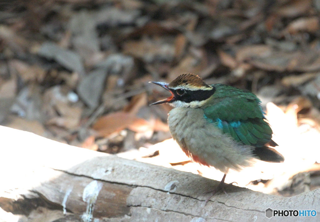 元気なヤイロチョウ②