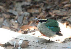 元気なヤイロチョウ②