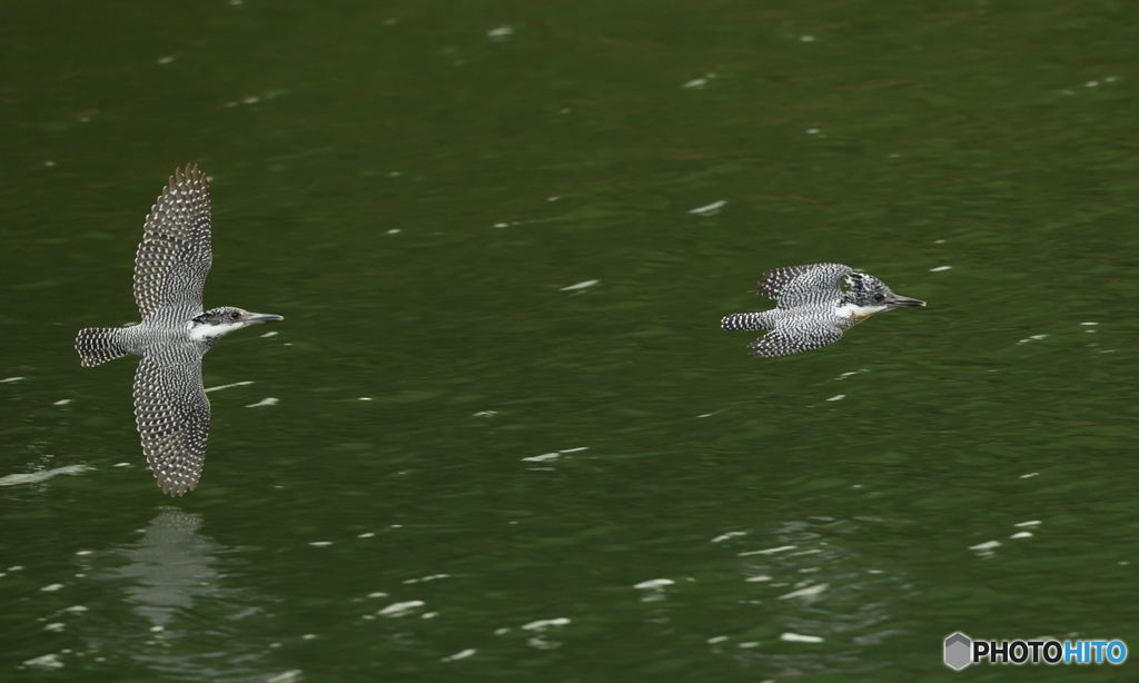 ヤマセミのランデヴーⅡ