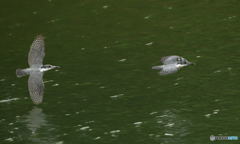 ヤマセミのランデヴーⅡ