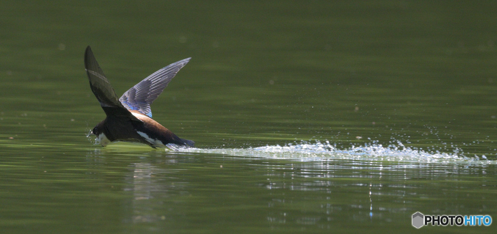 ハリオアマツバメ2022⑤