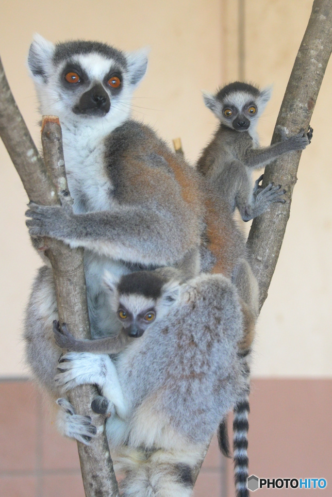 ワオキツネザルの親子③