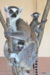 ワオキツネザルの親子③