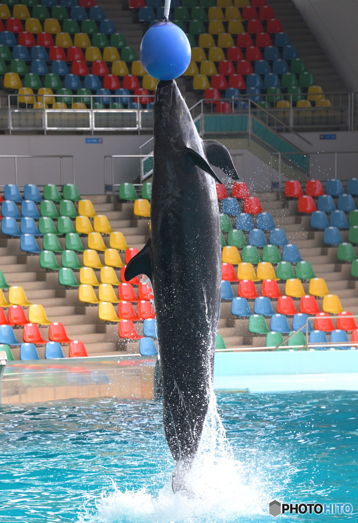 ゴンドウさんのジャンプ