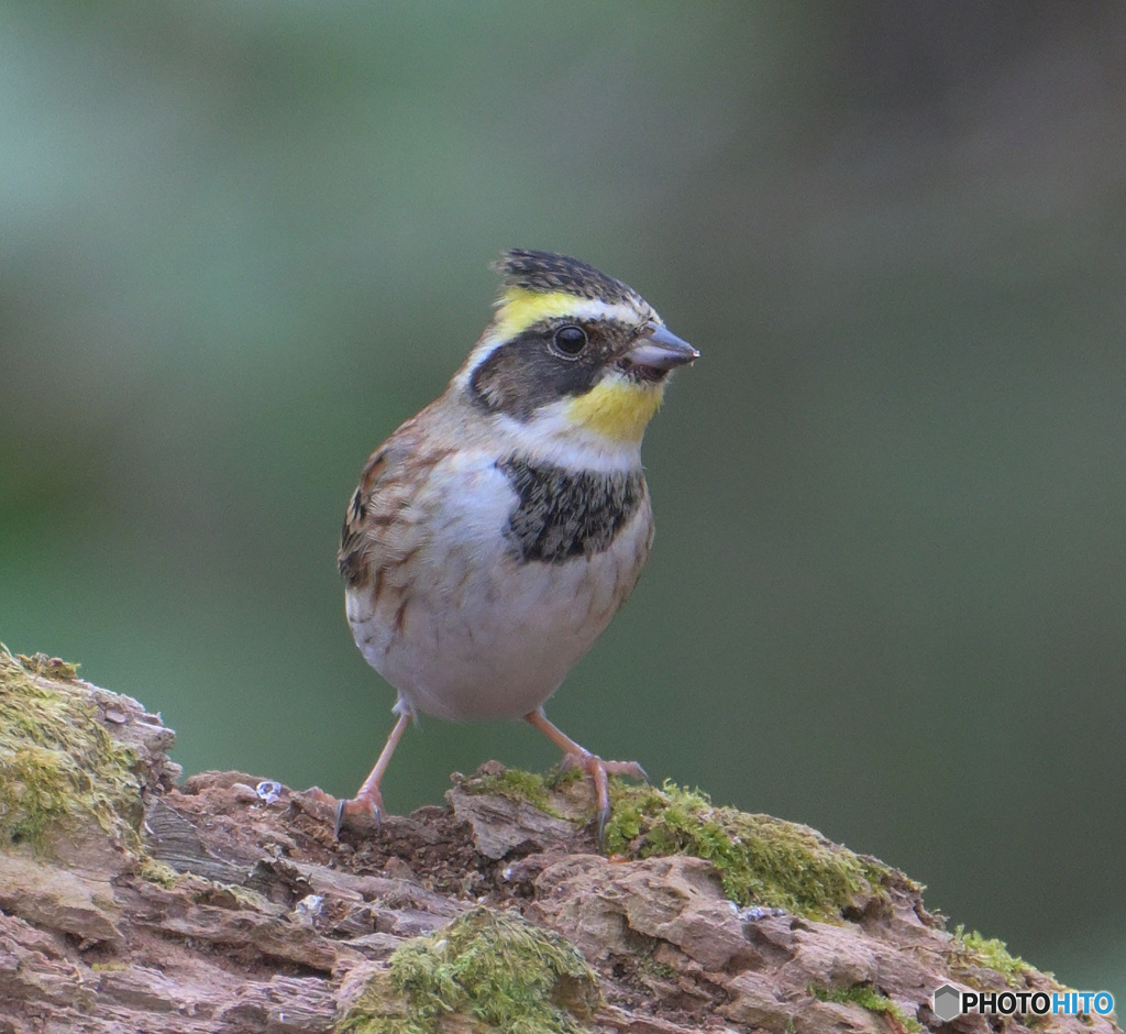 ミヤマホオジロ君2024⑦