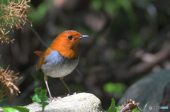 思い出のコマドリⅢ