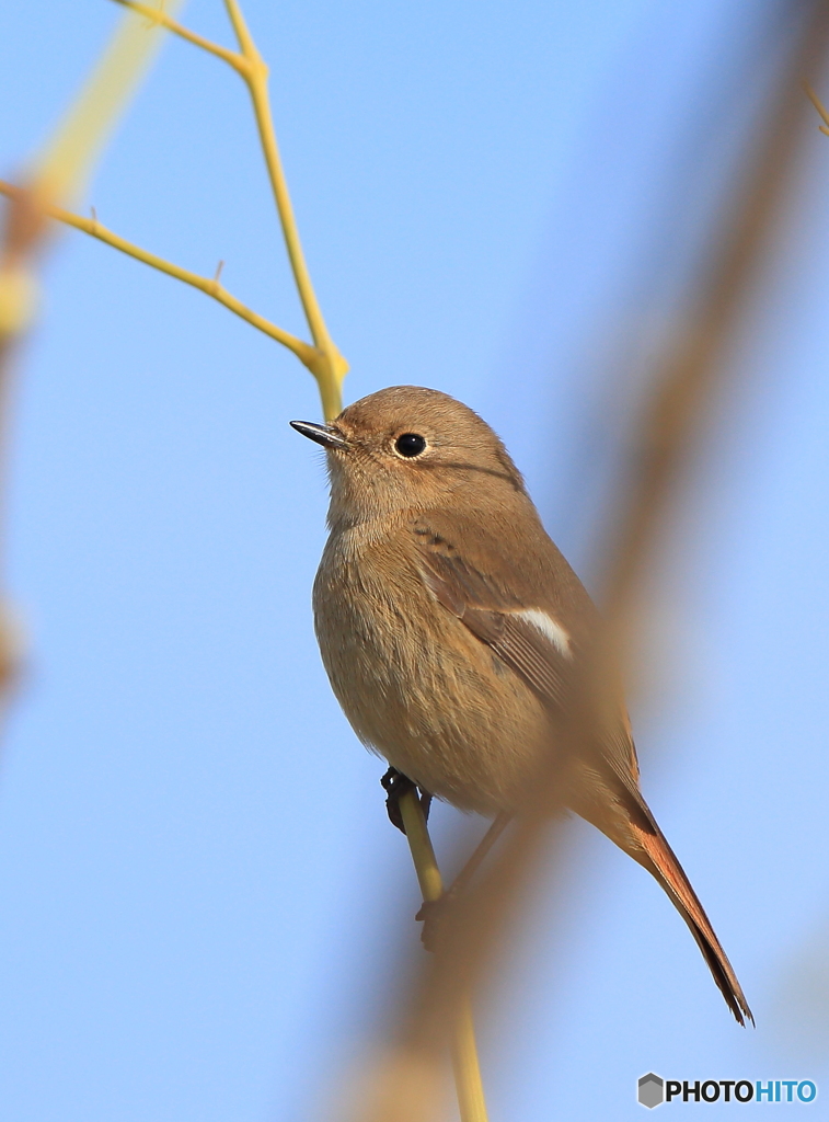 本日のジョウビタキさん