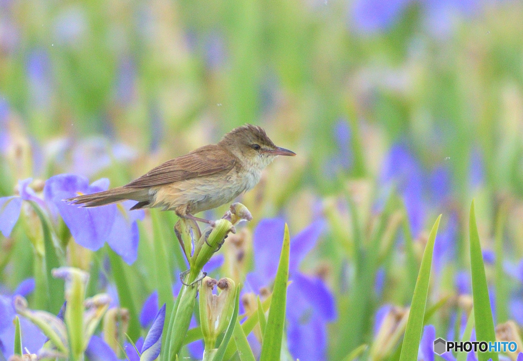 菖蒲にオオヨシキリ㉜