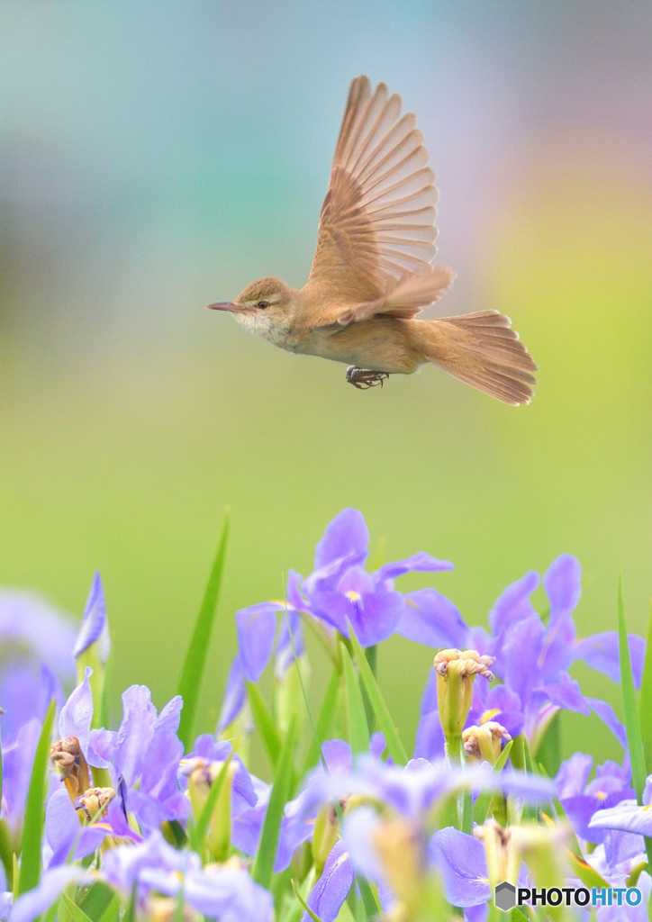 花菖蒲にオオヨシキリ④