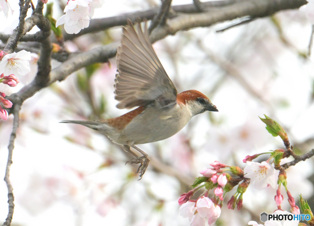 桜にニュウナイスズメ②