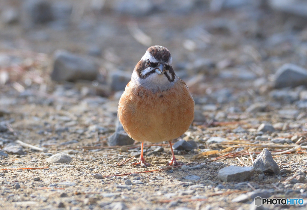 カメラ目線のホオジロさん