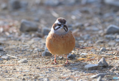 カメラ目線のホオジロさん