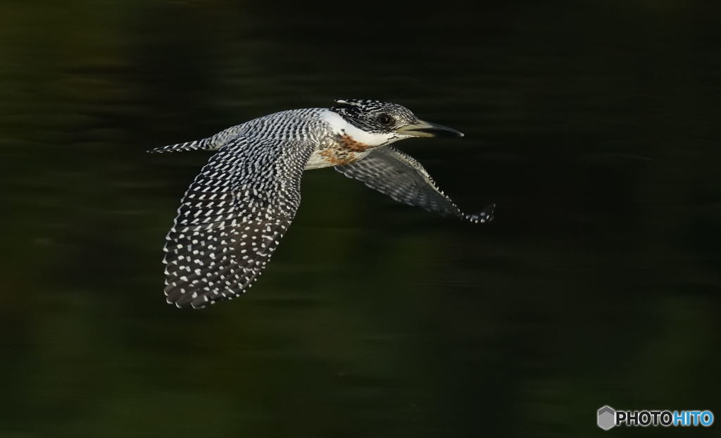 本日のヤマセミさんⅡ(20171112）