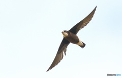 ハリオアマツバメ⑤ ハリオアマツバメ⑤