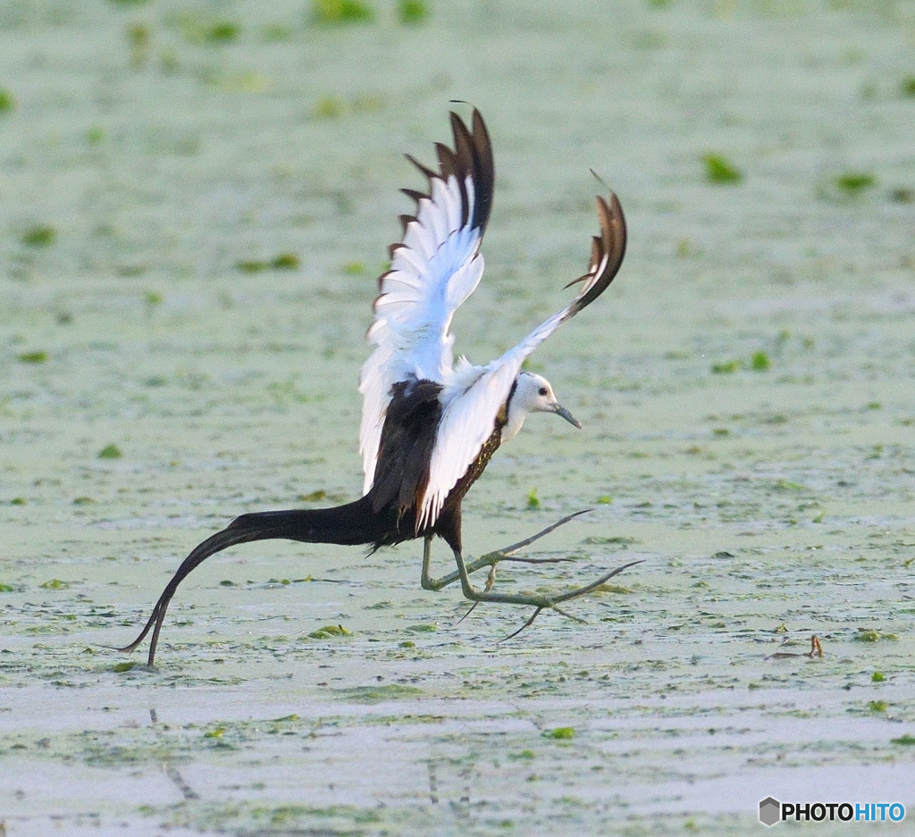 レンカクのタッチダウン