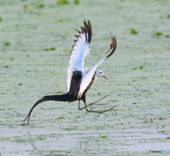 レンカクのタッチダウン