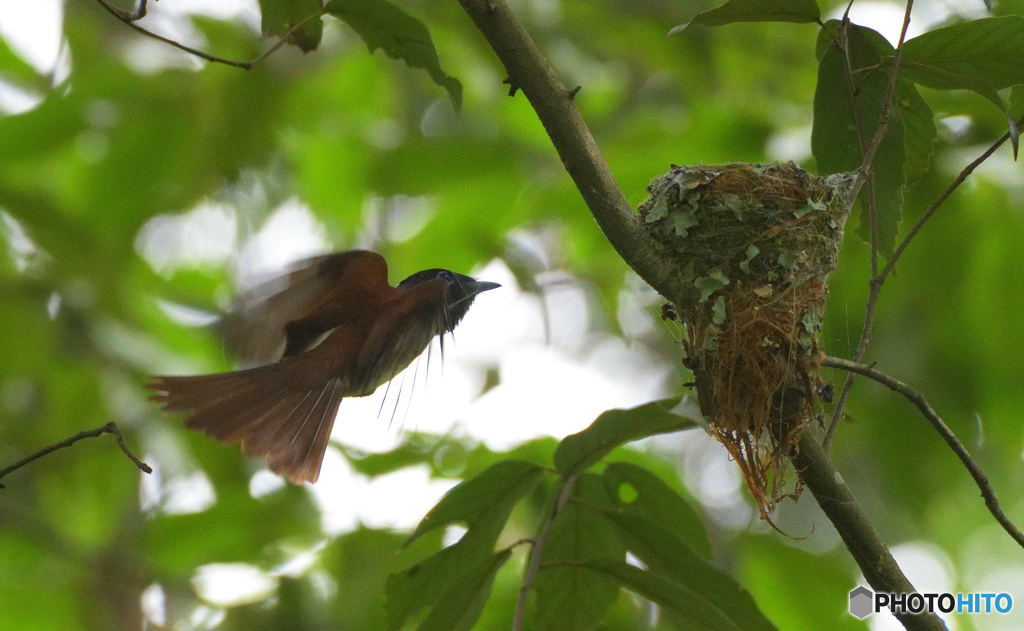 サンコウチョウ⑥