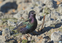 カメラ目線のホシムクドリ