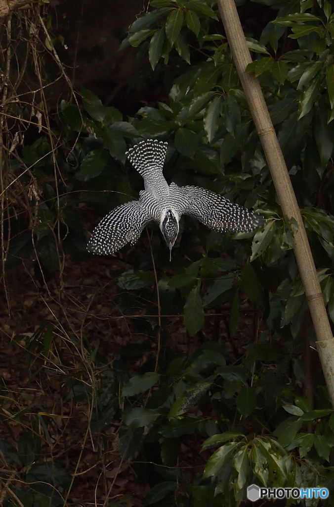 ヤマセミまで80m②