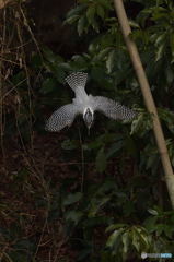 ヤマセミまで80m②