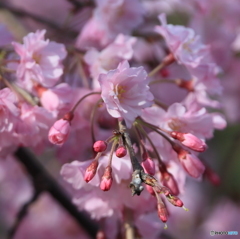 4月9日の桜Ⅴ