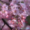 4月9日の桜Ⅴ