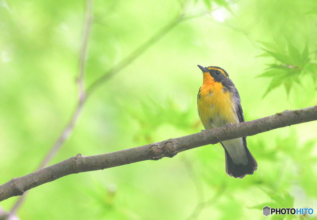 椛にキビタキ君②