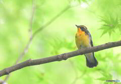 椛にキビタキ君②