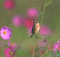 秋桜にノビタキ⑰