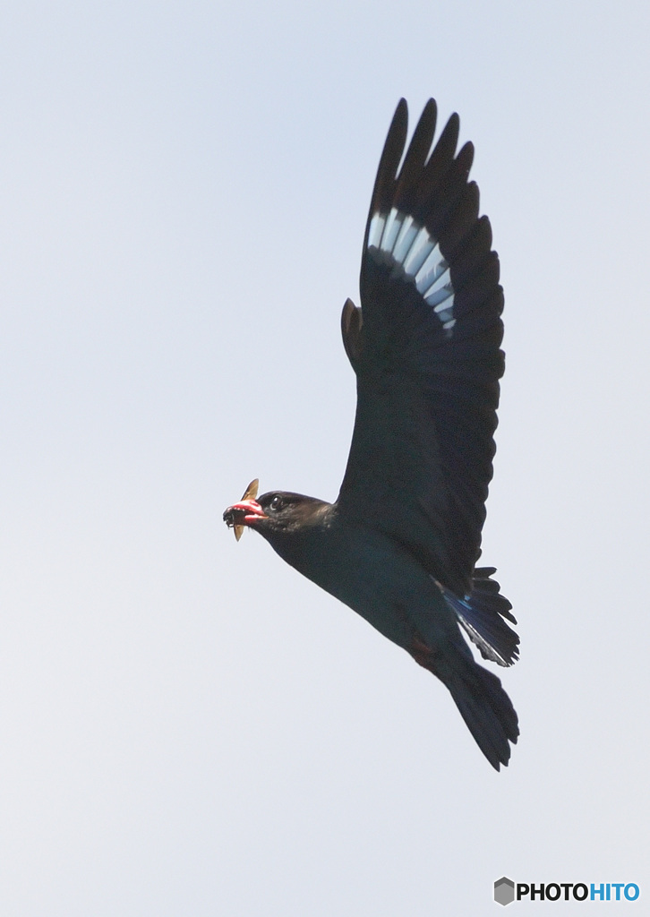 5月のブッポウソウ⑪