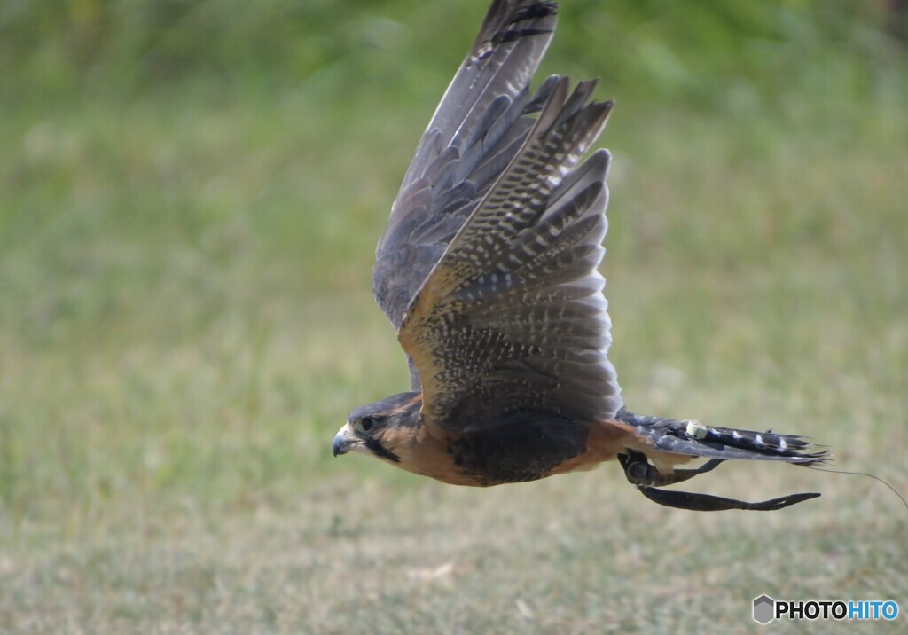 バードショー⑤