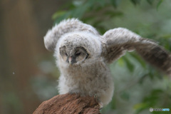 フクロウのヒナE
