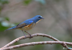 弱気なルリオ君