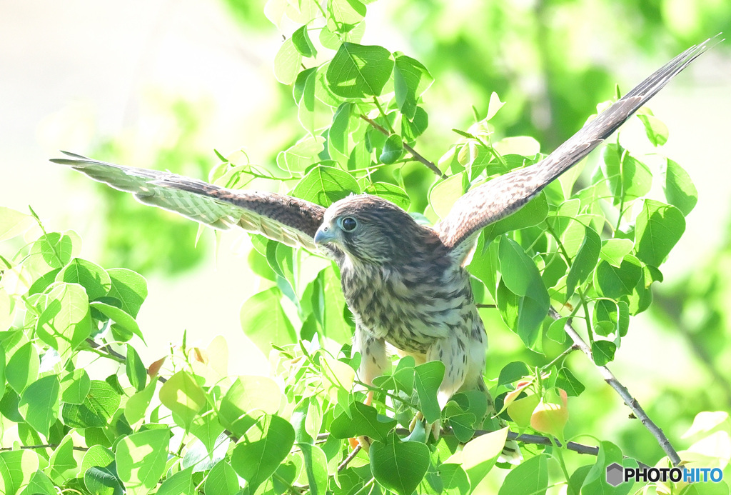 チョウゲンボウの若鳥②