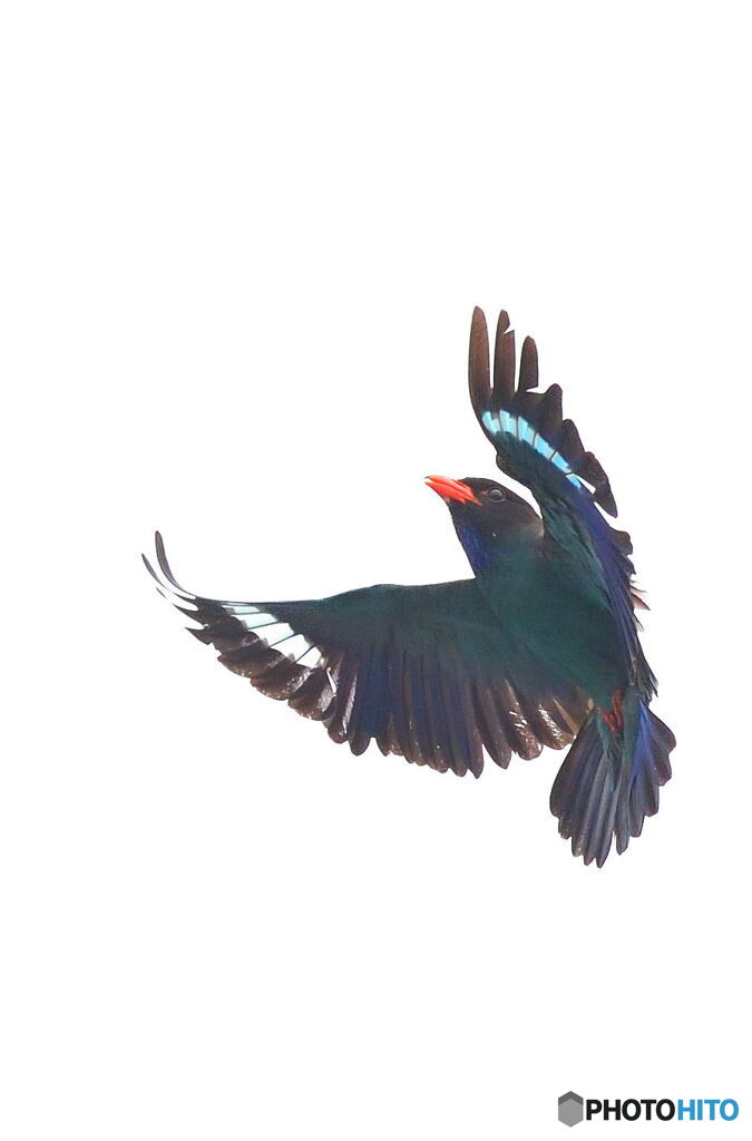 ブッポウソウ2019⑪