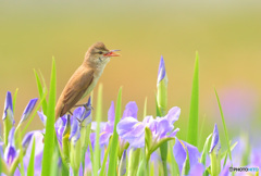 花菖蒲にオオヨシキリ⑰