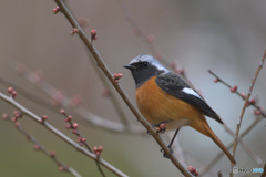 紅梅にジョウビタキ③