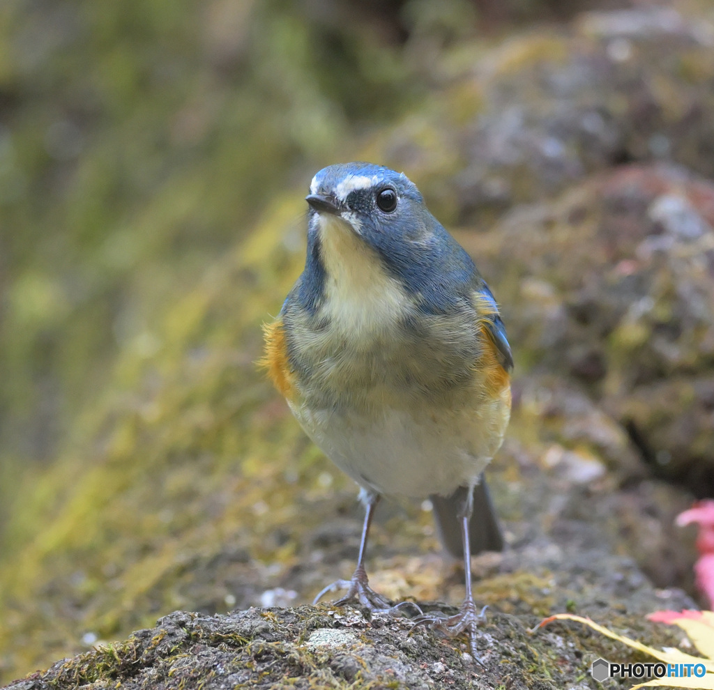 ふさふさルリビタキ